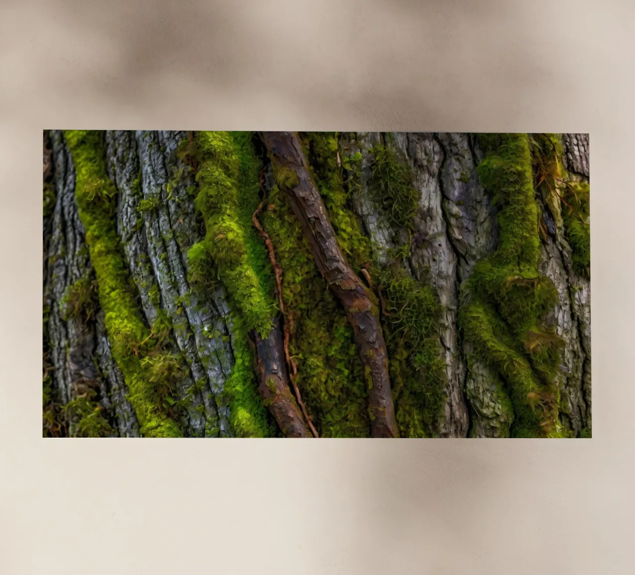 Corteccia di albero ricoperta di muschio con rami contorti in una foresta pellicola backlit da DesignDoodle