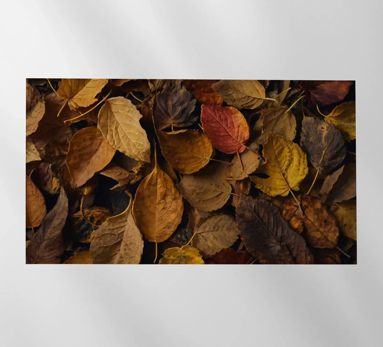 foglie d'autunno sparse a terra pellicola backlit da DesignDoodle