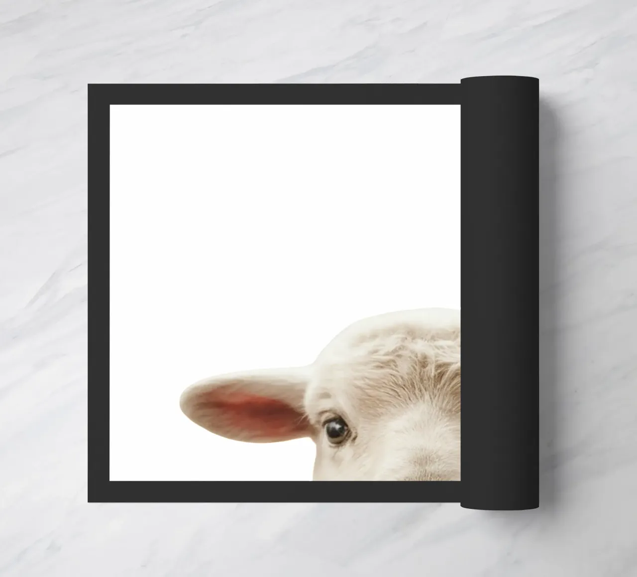 Agneau zerbino da fltmfrance