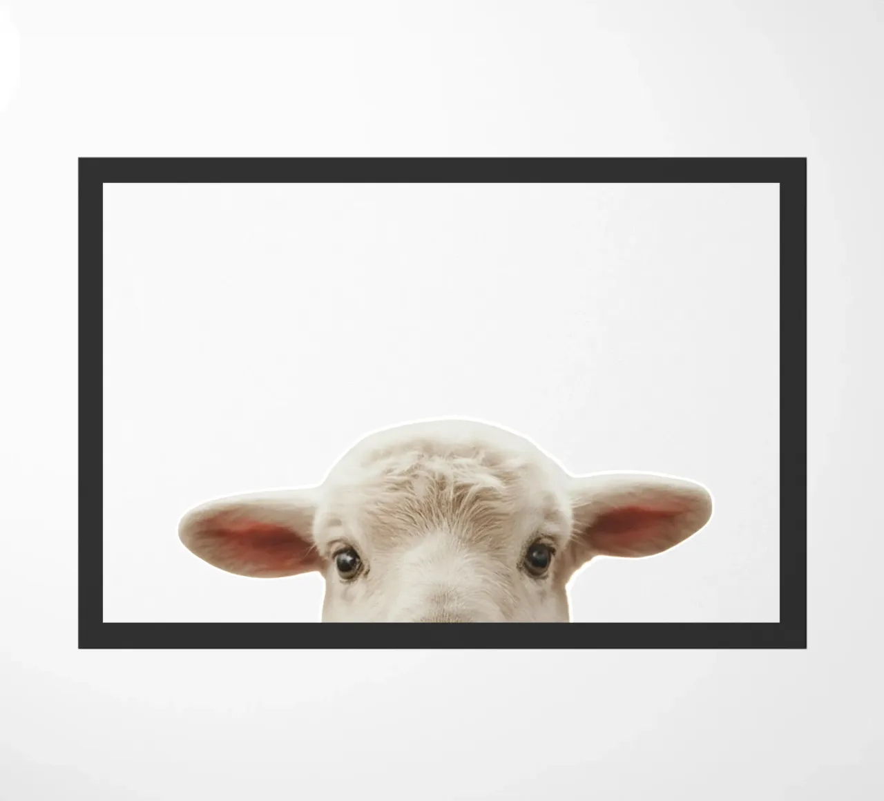 Agneau zerbino da fltmfrance