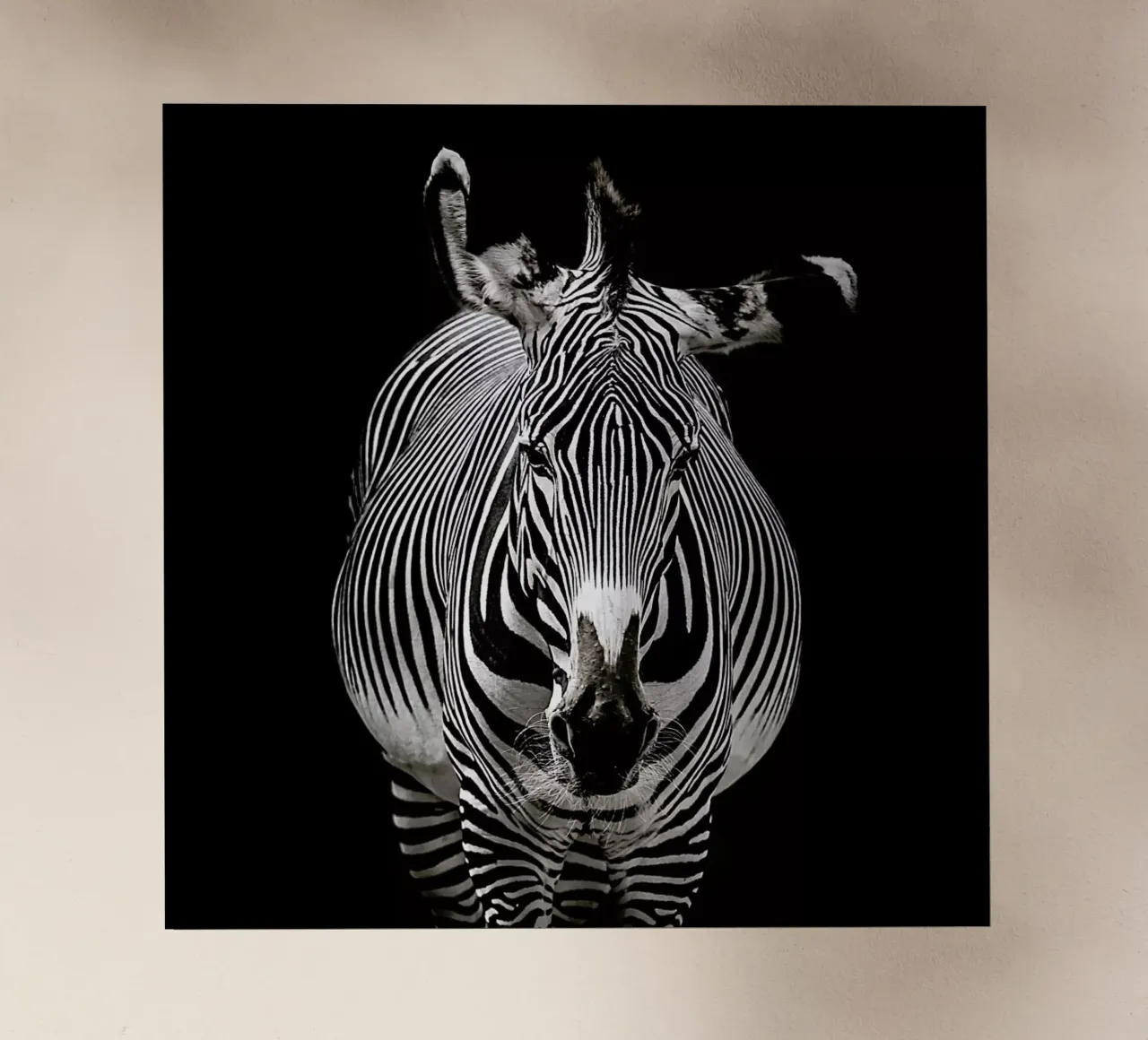 Hello Zebra by Lothare Dambreville pellicola backlit da EyeEm Mobile GmbH