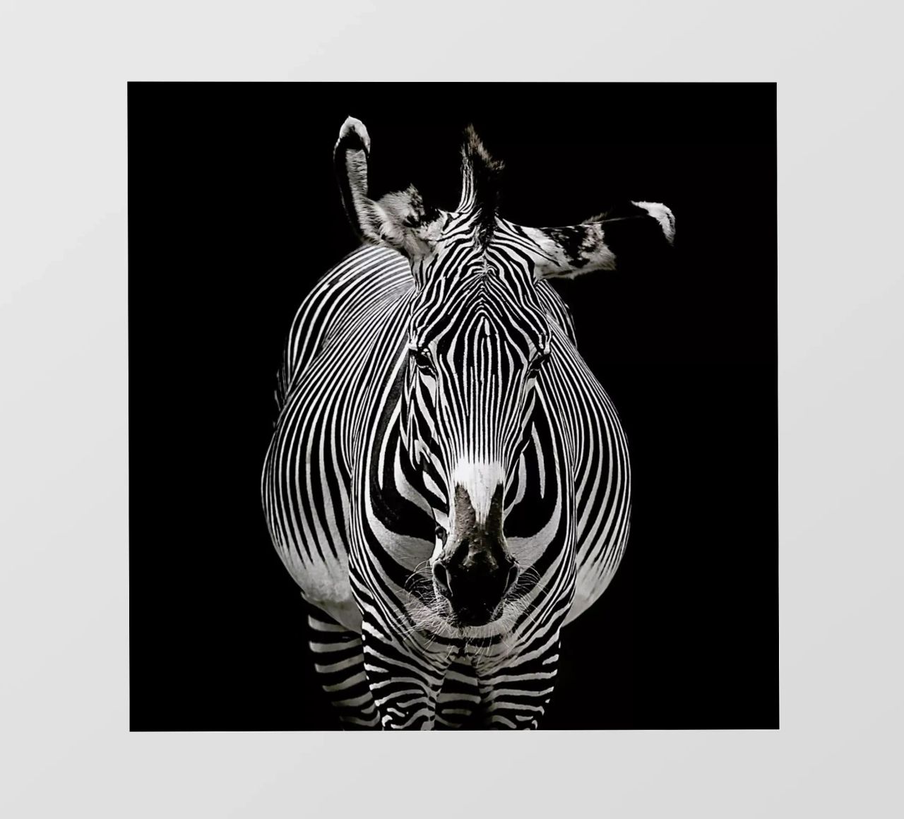 Hello Zebra by Lothare Dambreville pellicola backlit da EyeEm Mobile GmbH