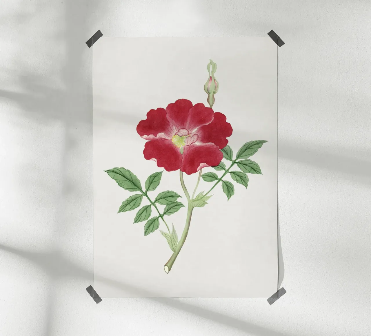 Ilustrazione di fiori giapponesi carta hahnemühle da Venus Art