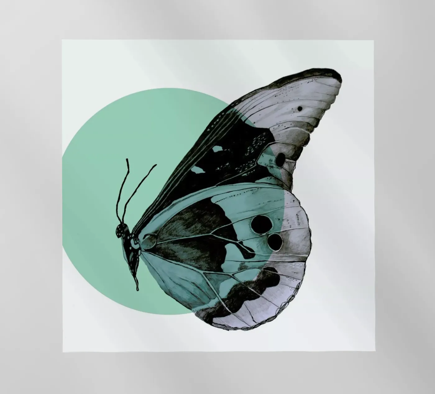 Moth backlit folie van Morgan Kendall