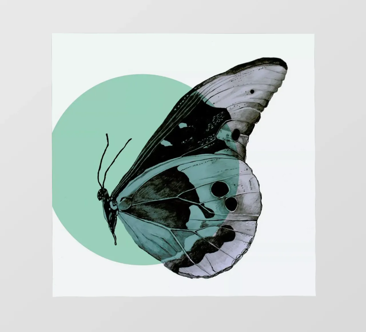 Moth backlit folie van Morgan Kendall