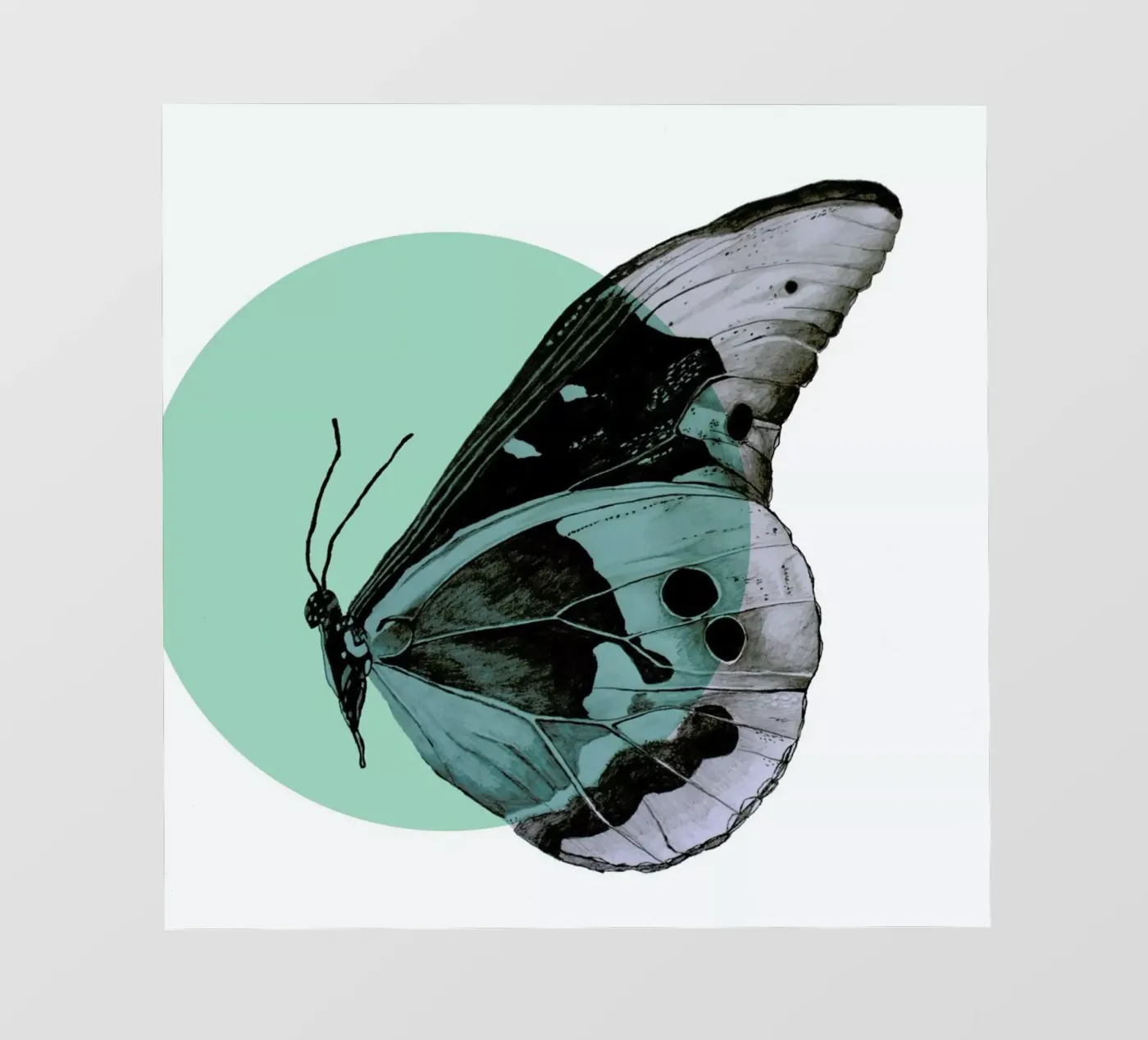 Moth pellicola backlit da Morgan Kendall