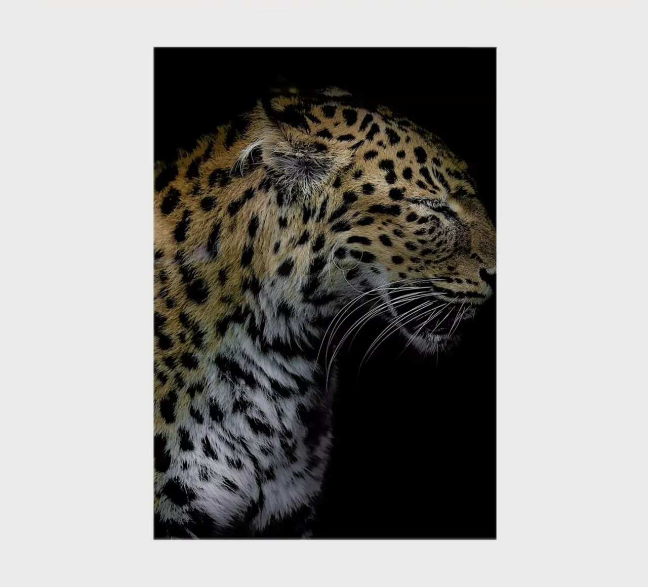 Leopard Profile by Lothare Dambreville notebook by EyeEm Mobile GmbH