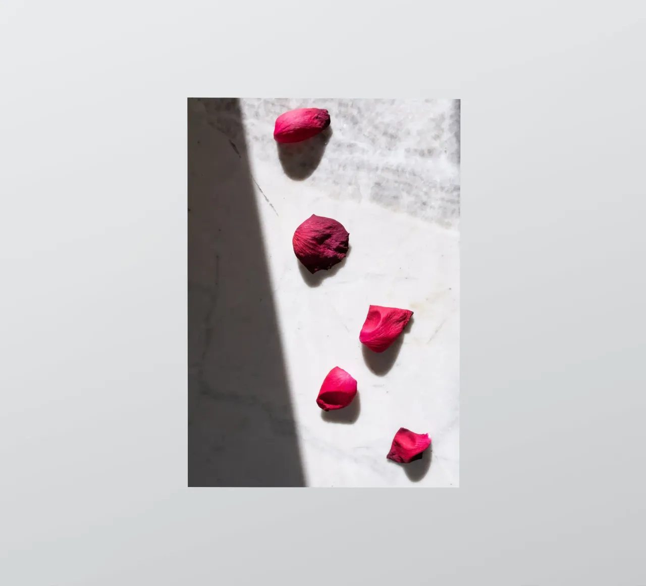 Petals #1 sticker by rafael campezato
