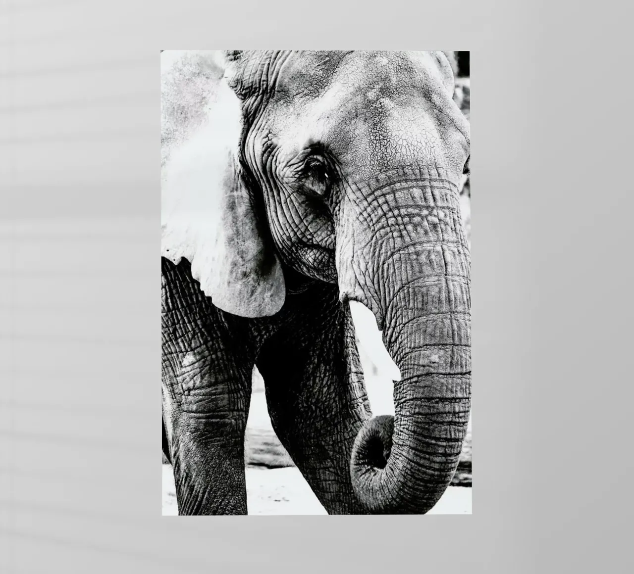 Elephant Trunk pellicola backlit da Babett Schultze