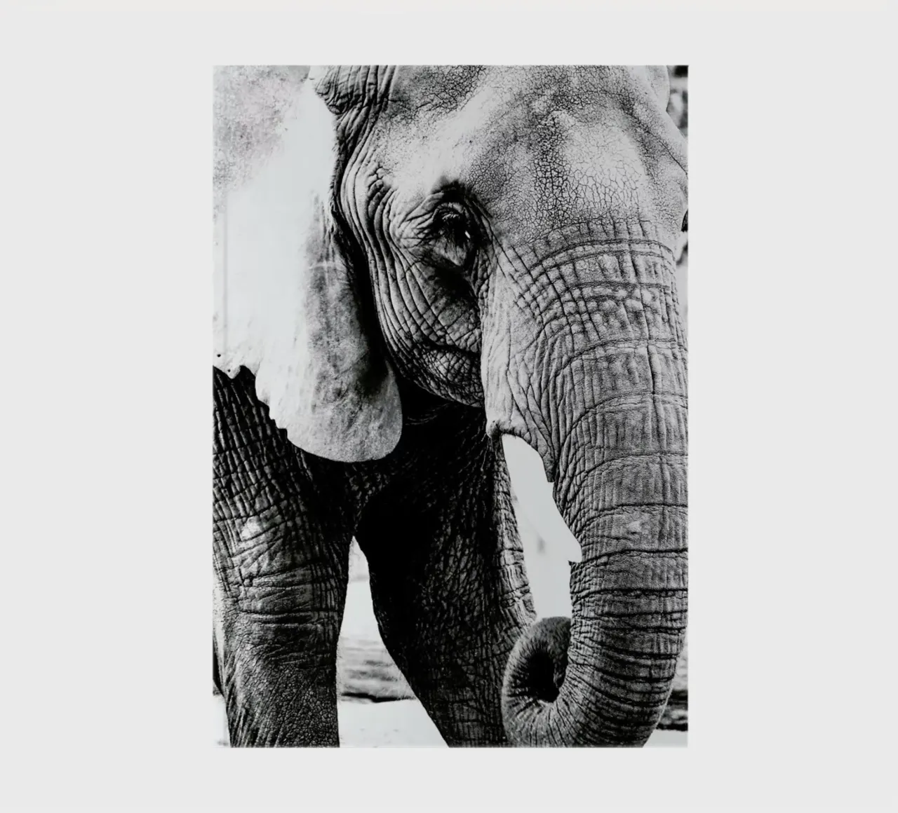 Elephant Trunk notebook by Babett Schultze