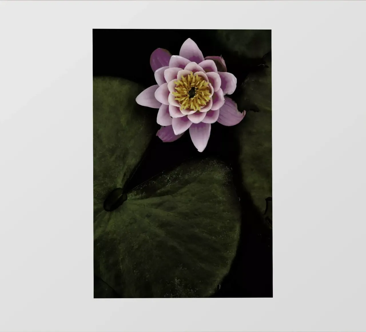 Floating on the Lake pellicola backlit da Studio Nahili