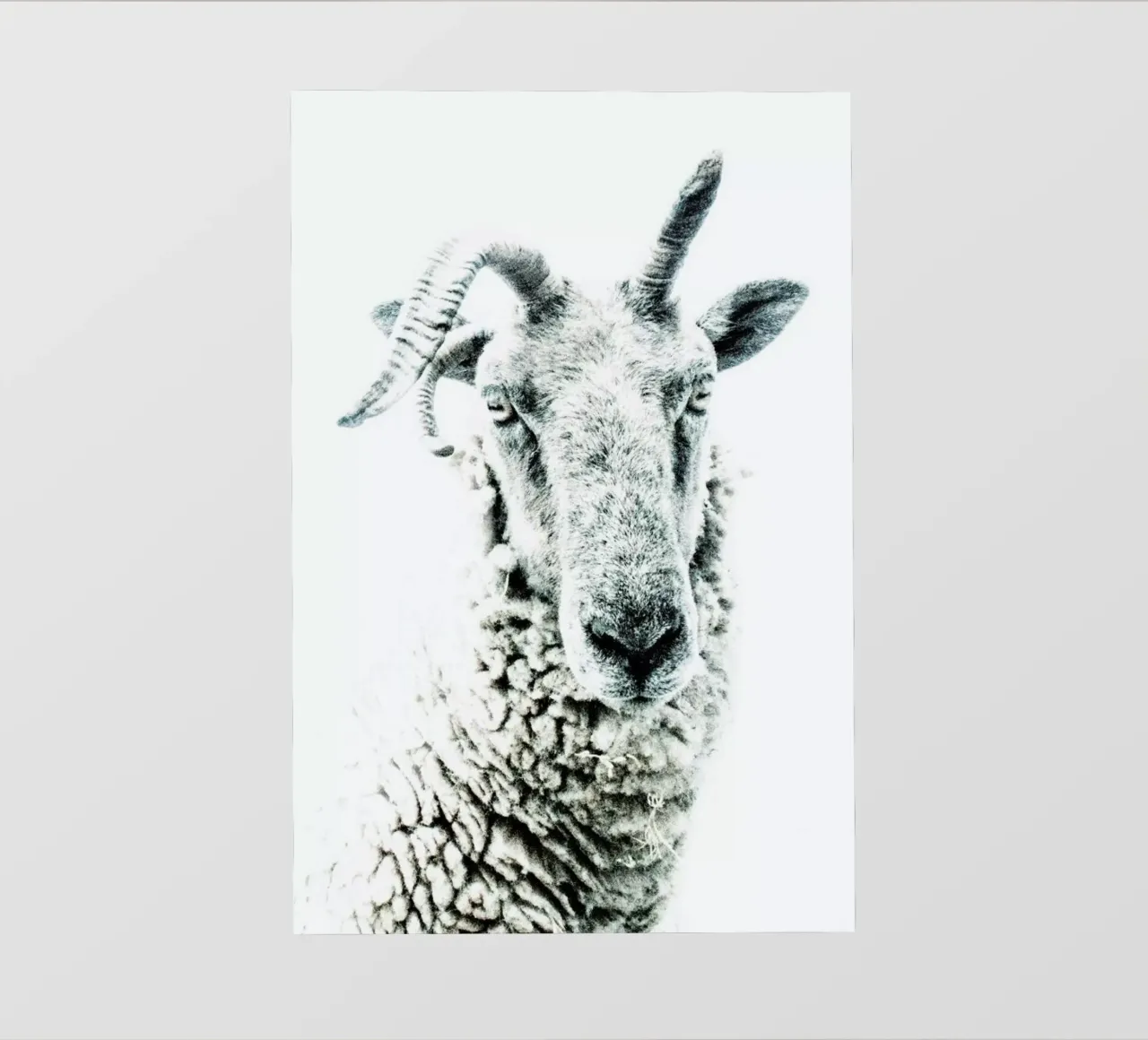 Pecora pellicola backlit da Victoria Frost