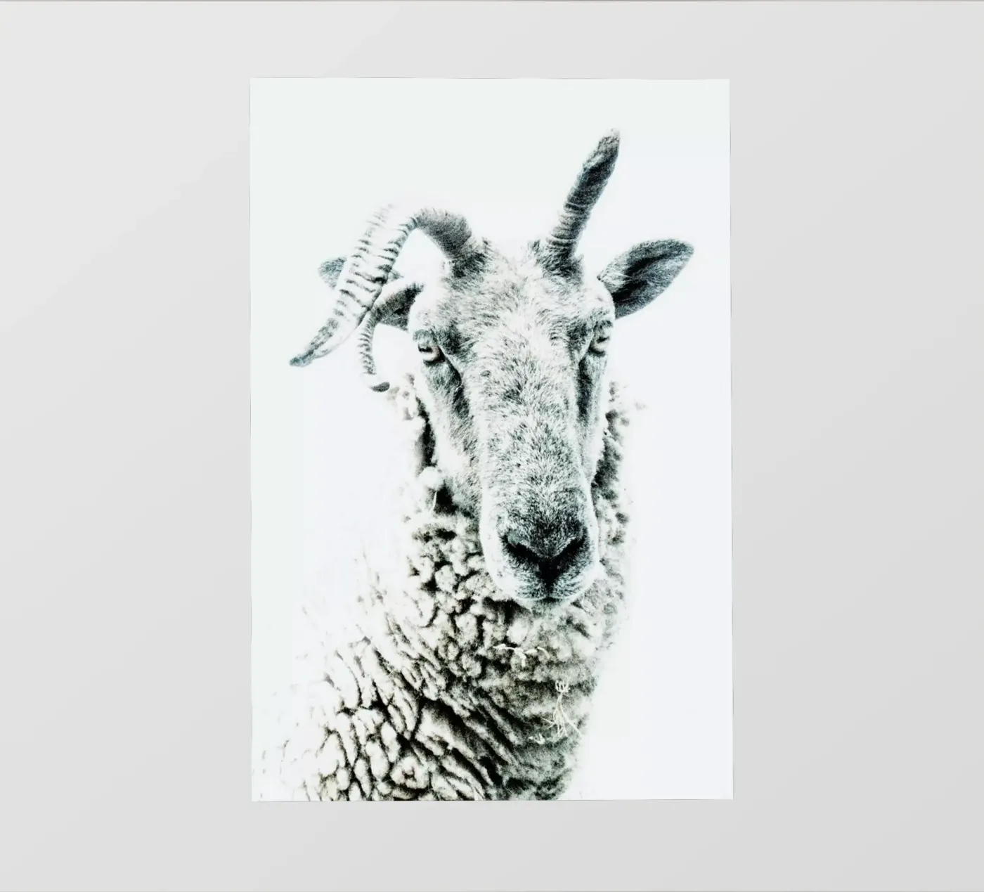 Pecora telo in pvc da Victoria Frost