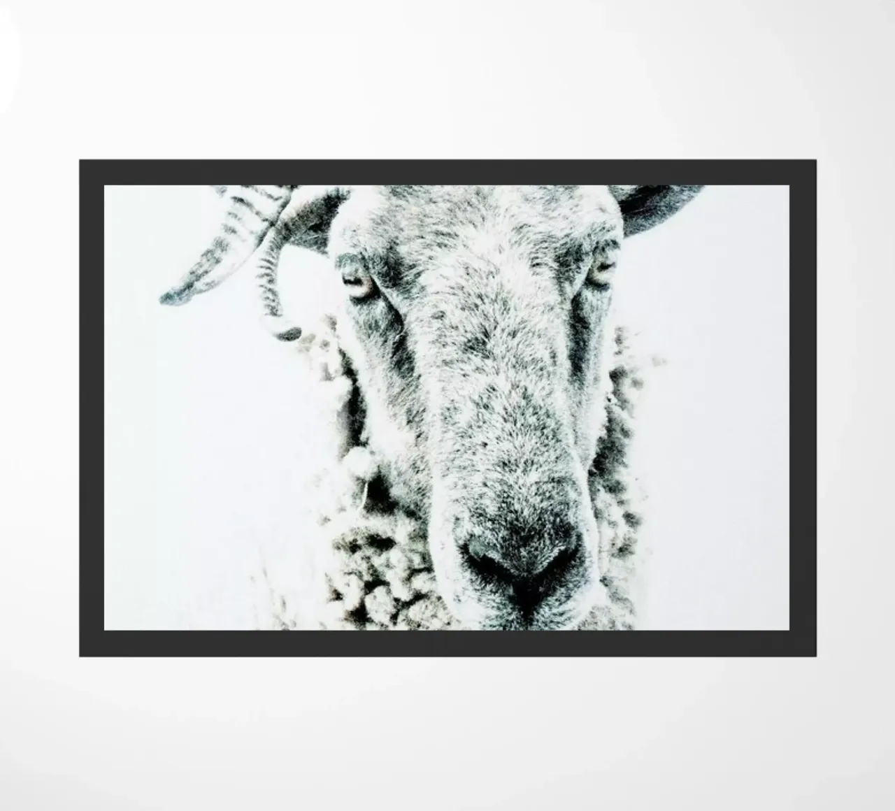 Pecora zerbino da Victoria Frost