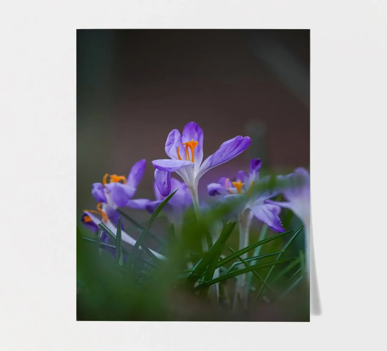 Crocus in the Amsterdam Forest sticker sheet by Tom's Wildlife