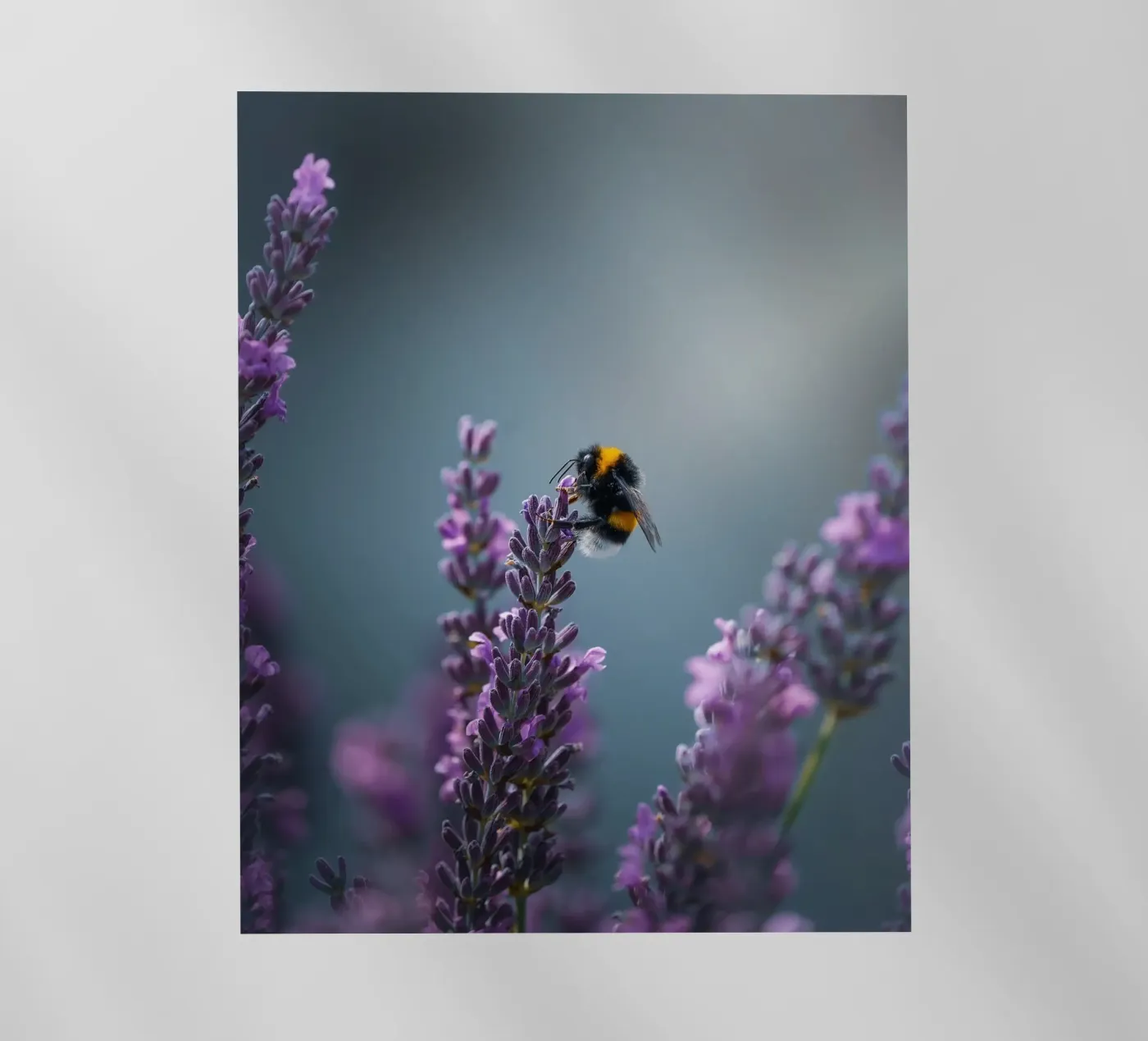 Calabrone pellicola backlit da Tom's Wildlife