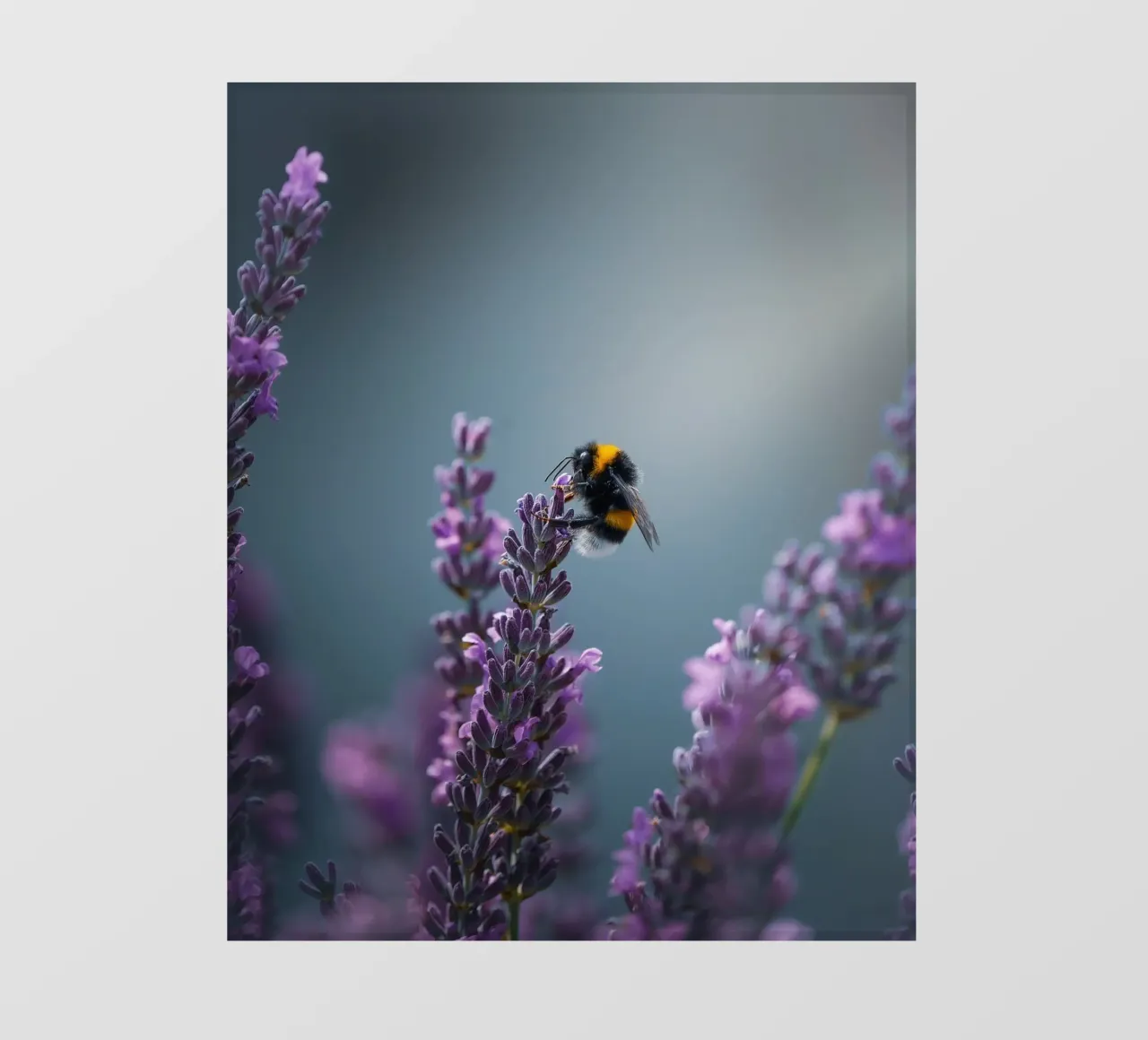 Hommel fotobehang van Tom's Wildlife