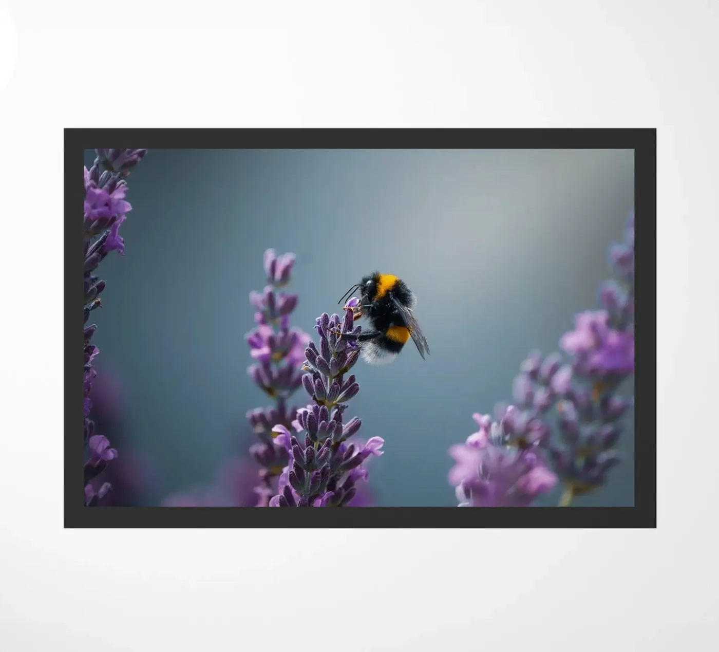 Bumblebee zerbino da Tom's Wildlife