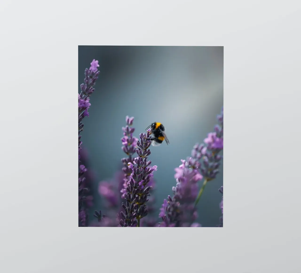 Bumblebee sticker by Tom's Wildlife