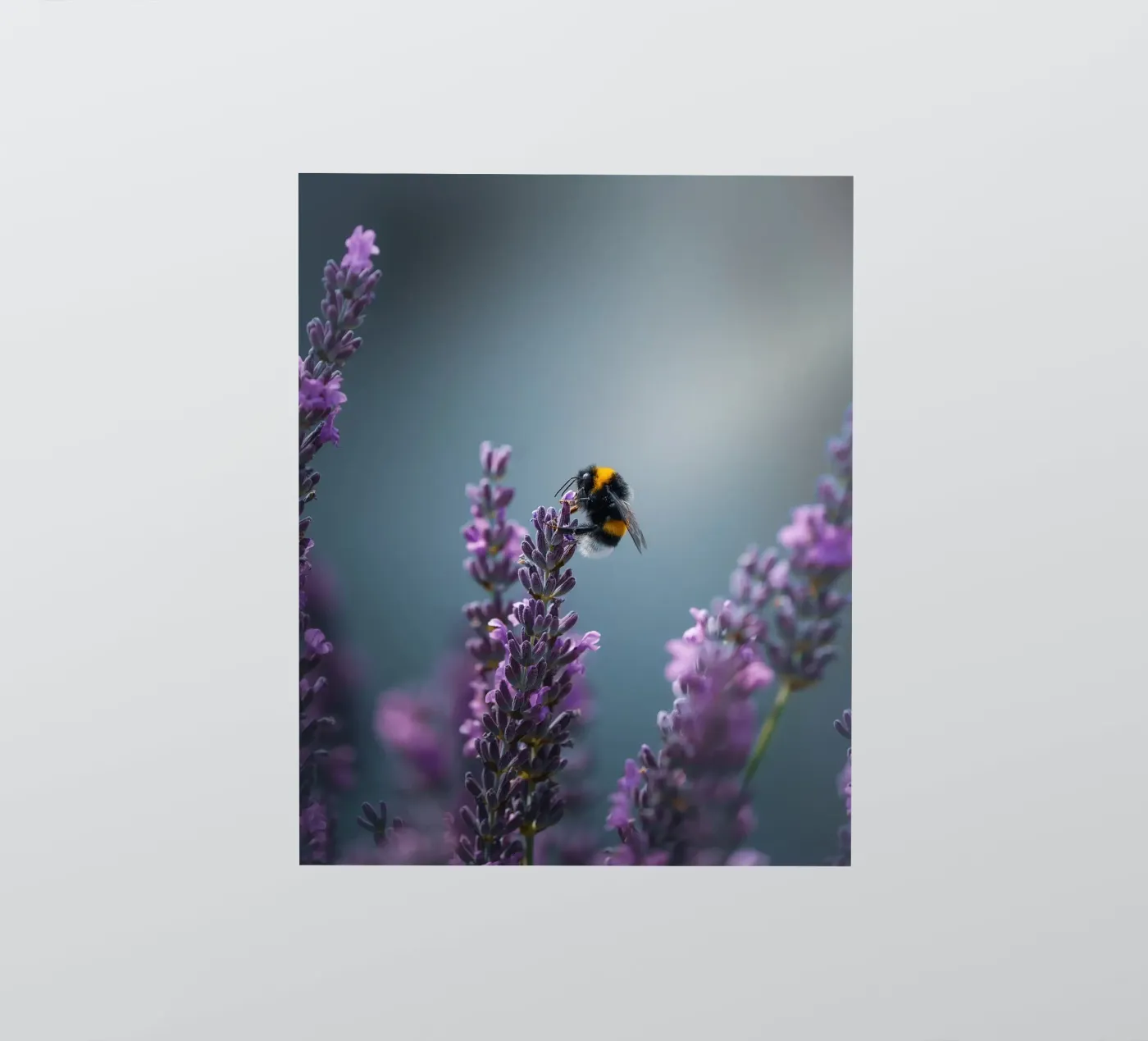 Bumblebee autocollant de Tom's Wildlife