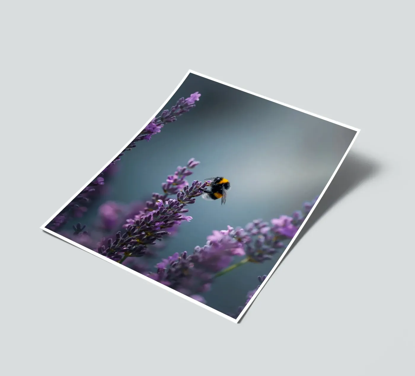 Bumblebee sticker sheet by Tom's Wildlife