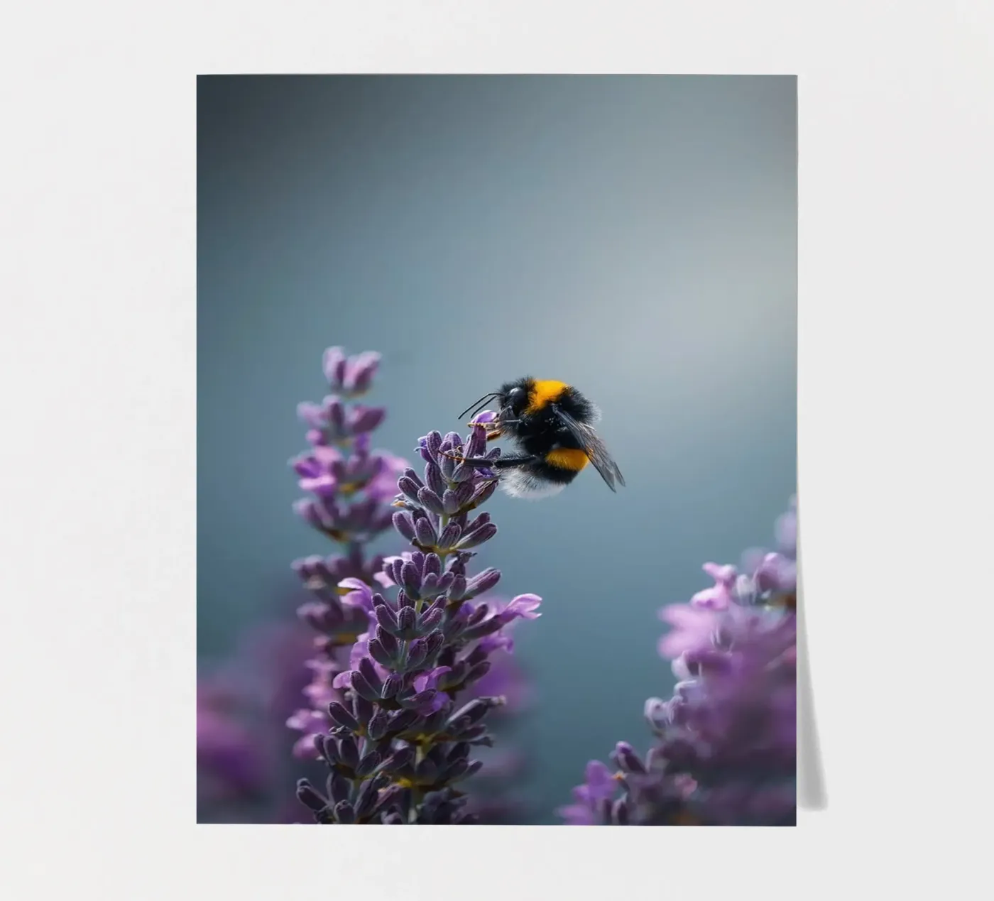 Bumblebee sticker sheet by Tom's Wildlife