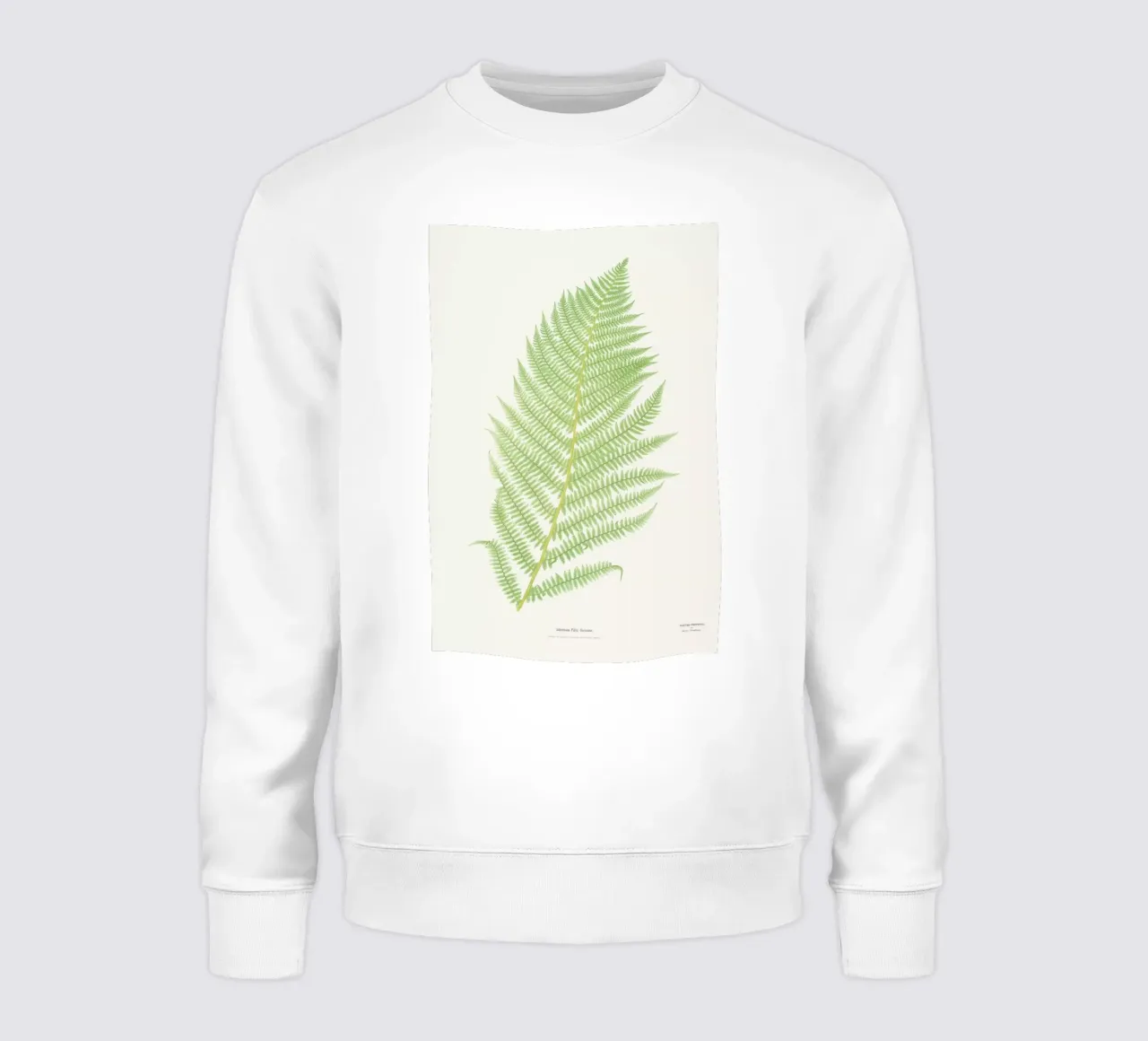 Ferns 2 felpa da Astër