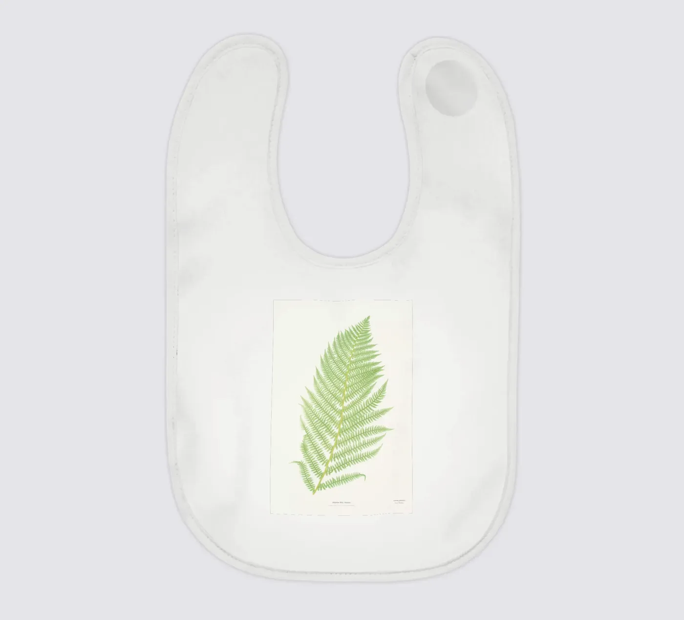 Ferns 2 bavaglino da Astër