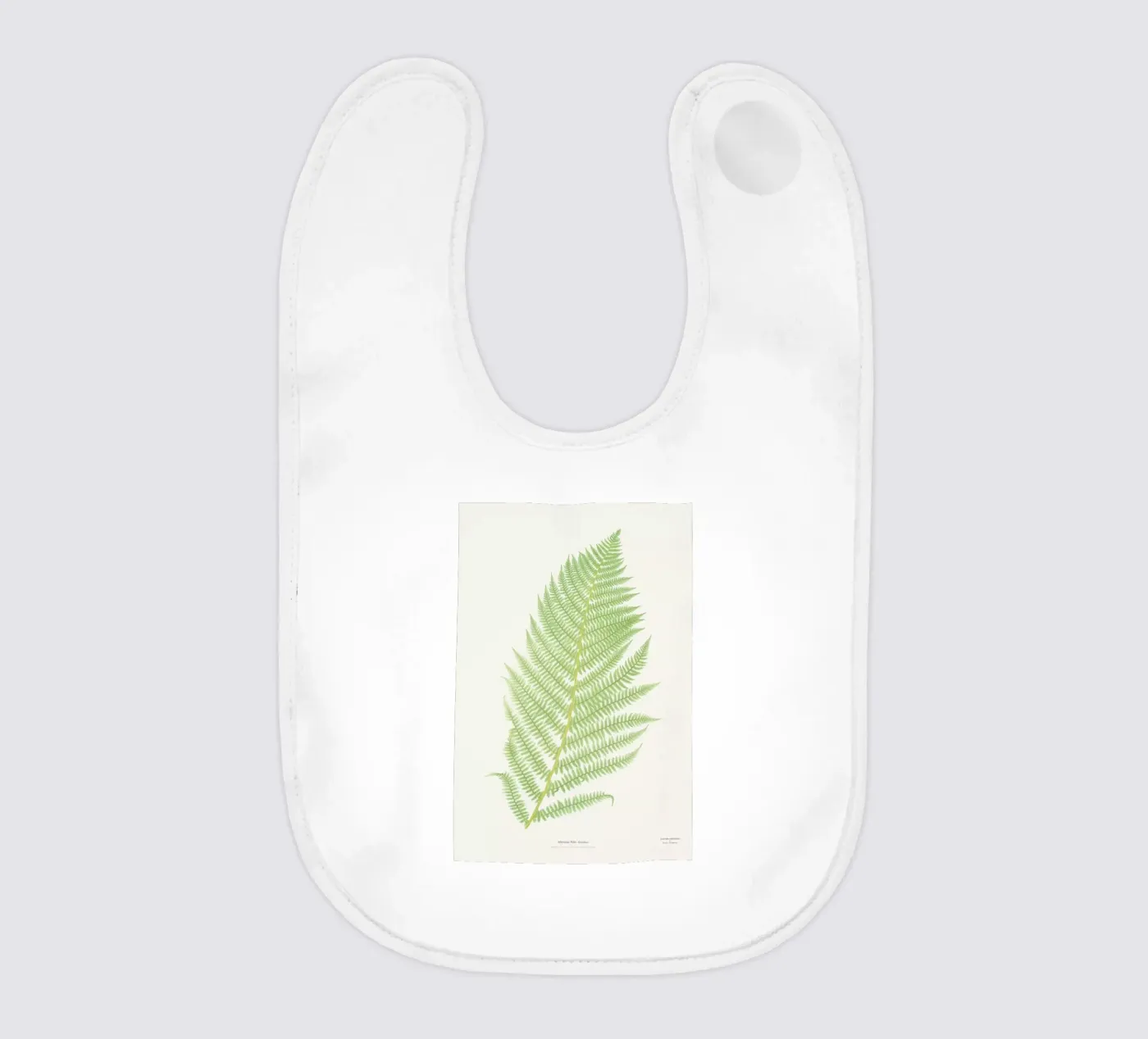 Ferns 2 bavaglino da Astër