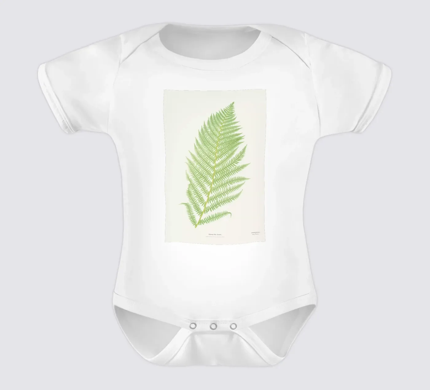 Ferns 2 body bébé de Astër
