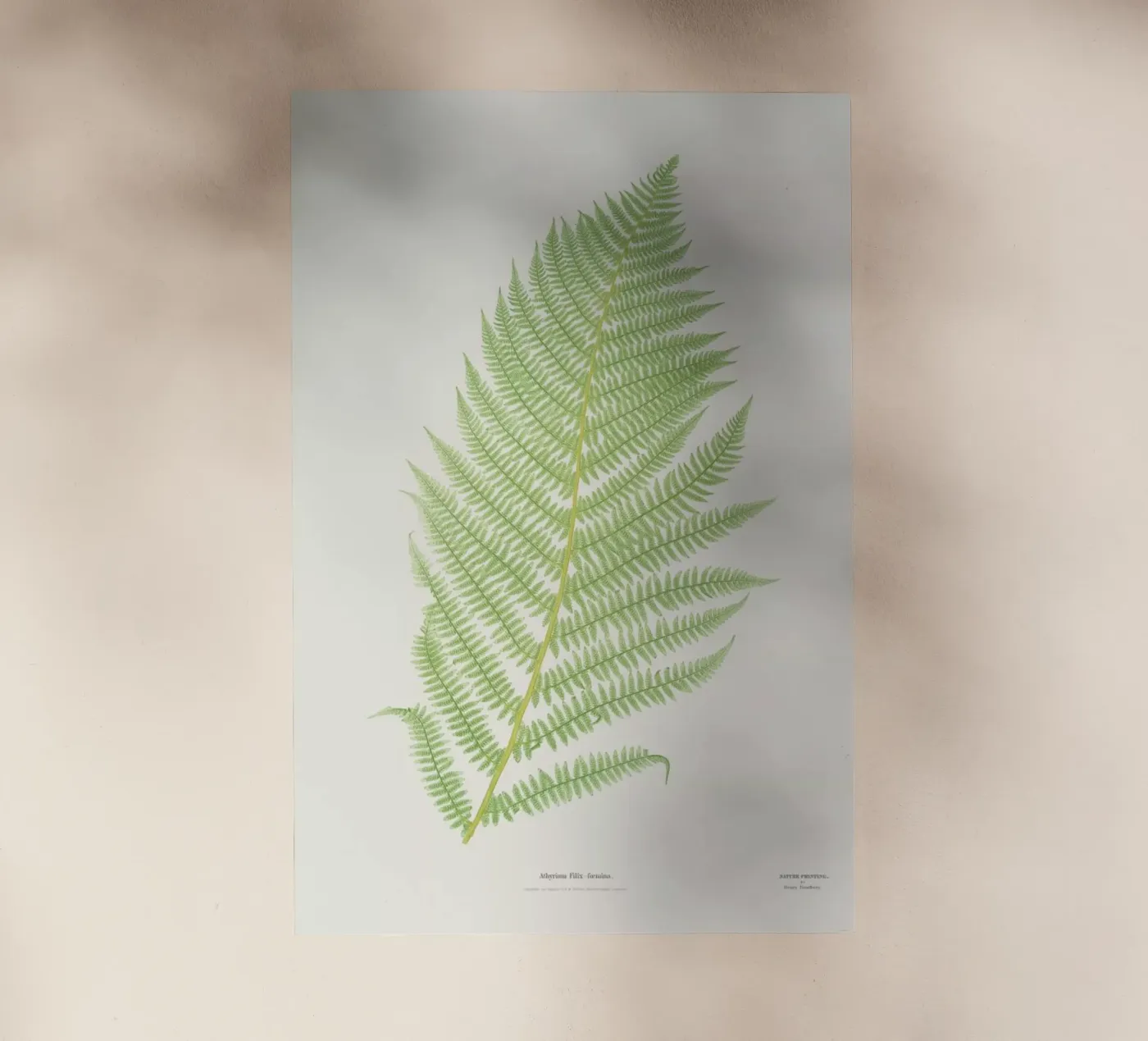 Ferns 2 pellicola backlit da Astër