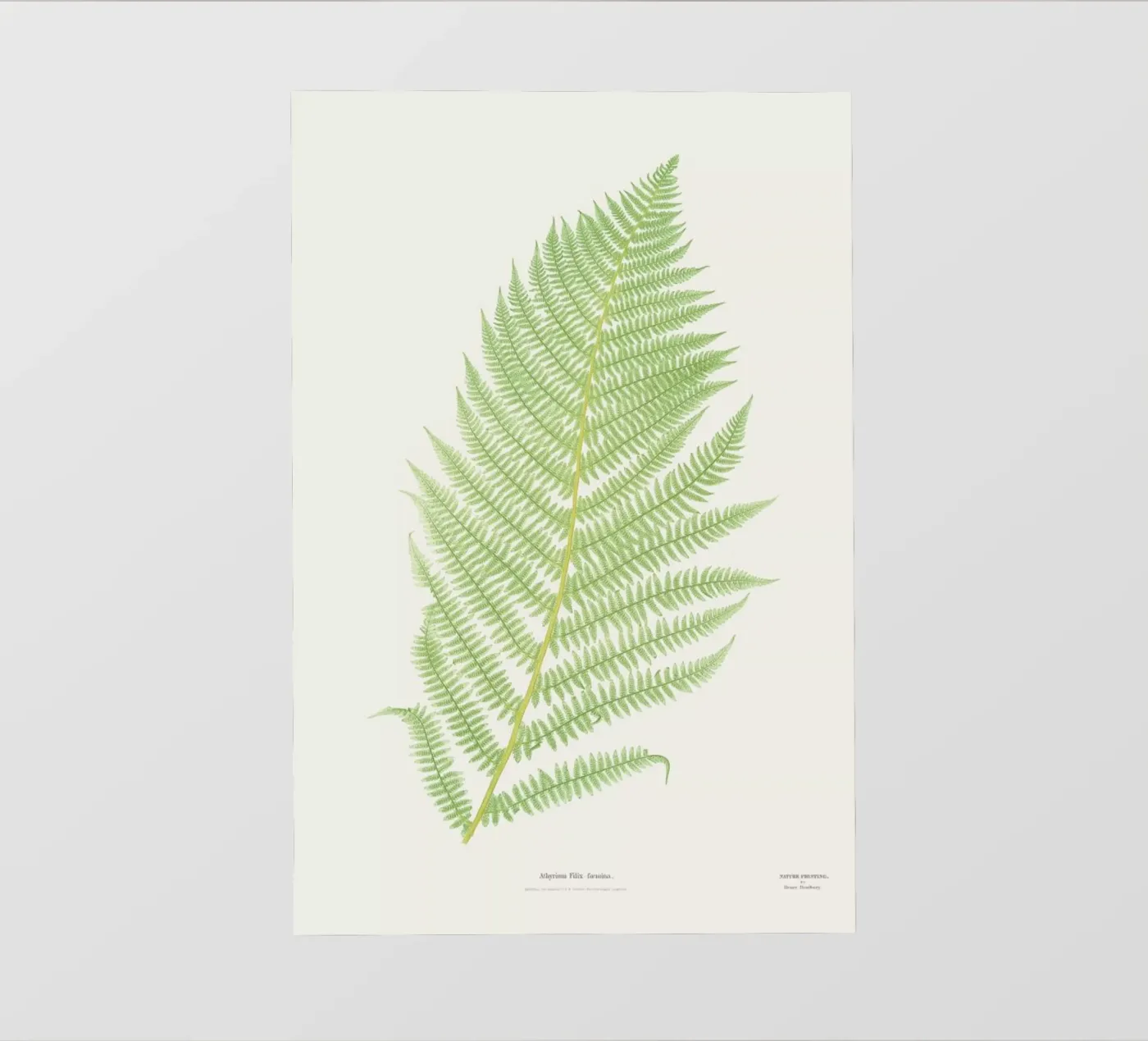 Ferns 2 pellicola backlit da Astër