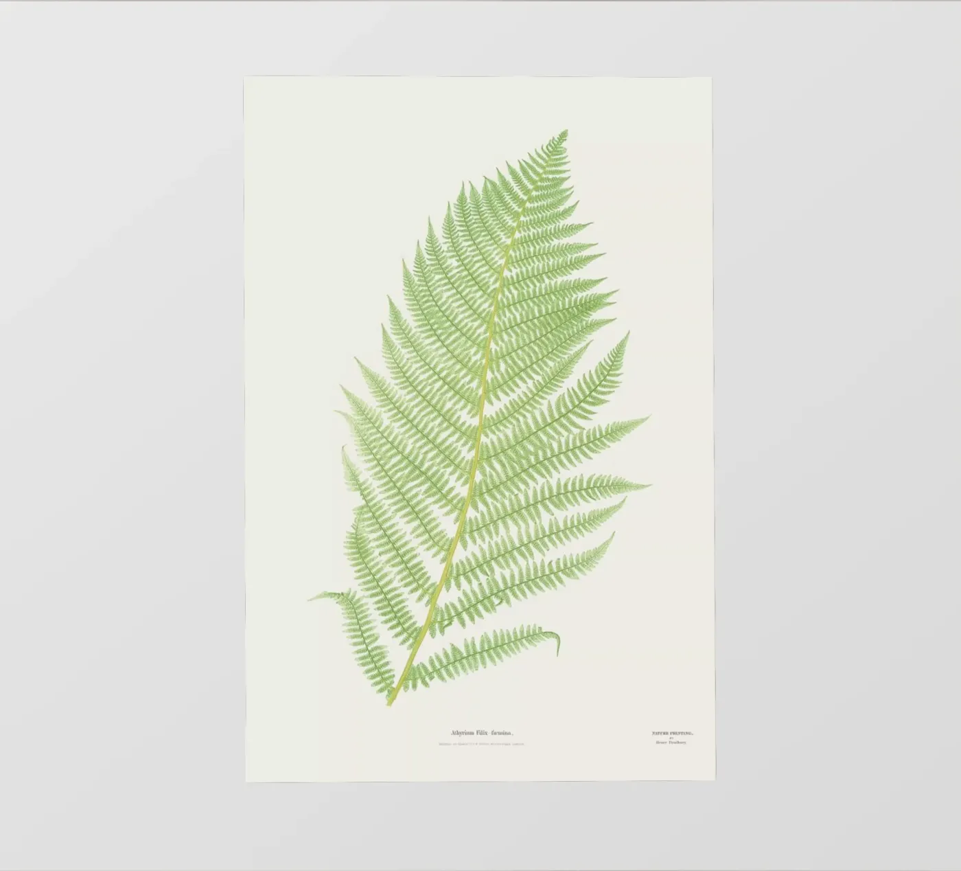 Ferns 2 pellicola backlit da Astër