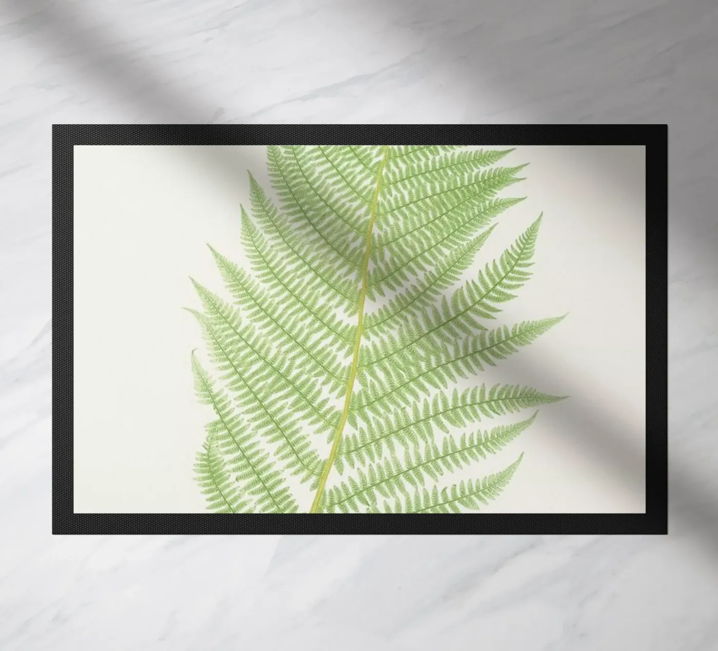 Ferns 2 zerbino da Astër