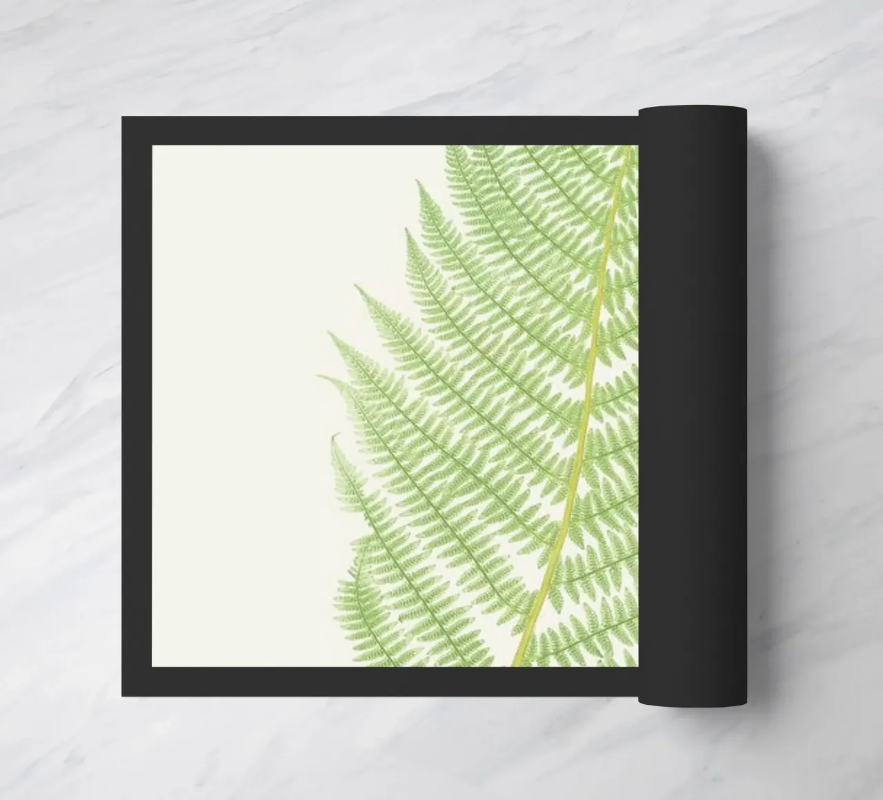 Ferns 2 zerbino da Astër