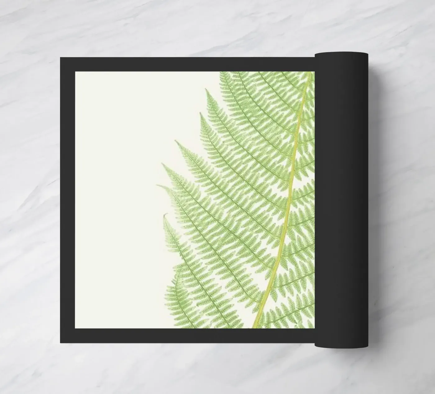 Ferns 2 zerbino da Astër