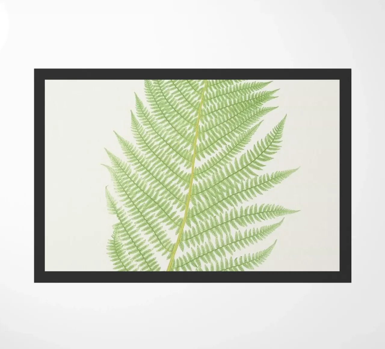 Ferns 2 zerbino da Astër