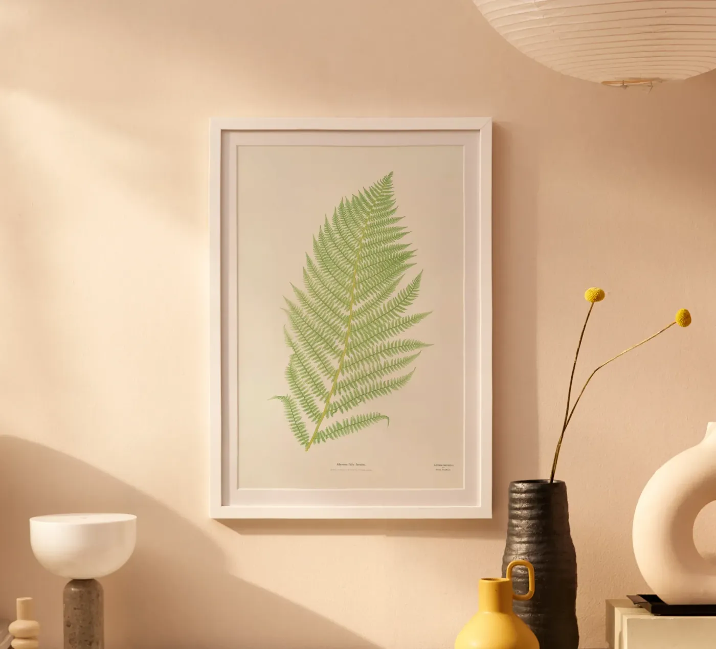 Ferns 2 poster da Astër