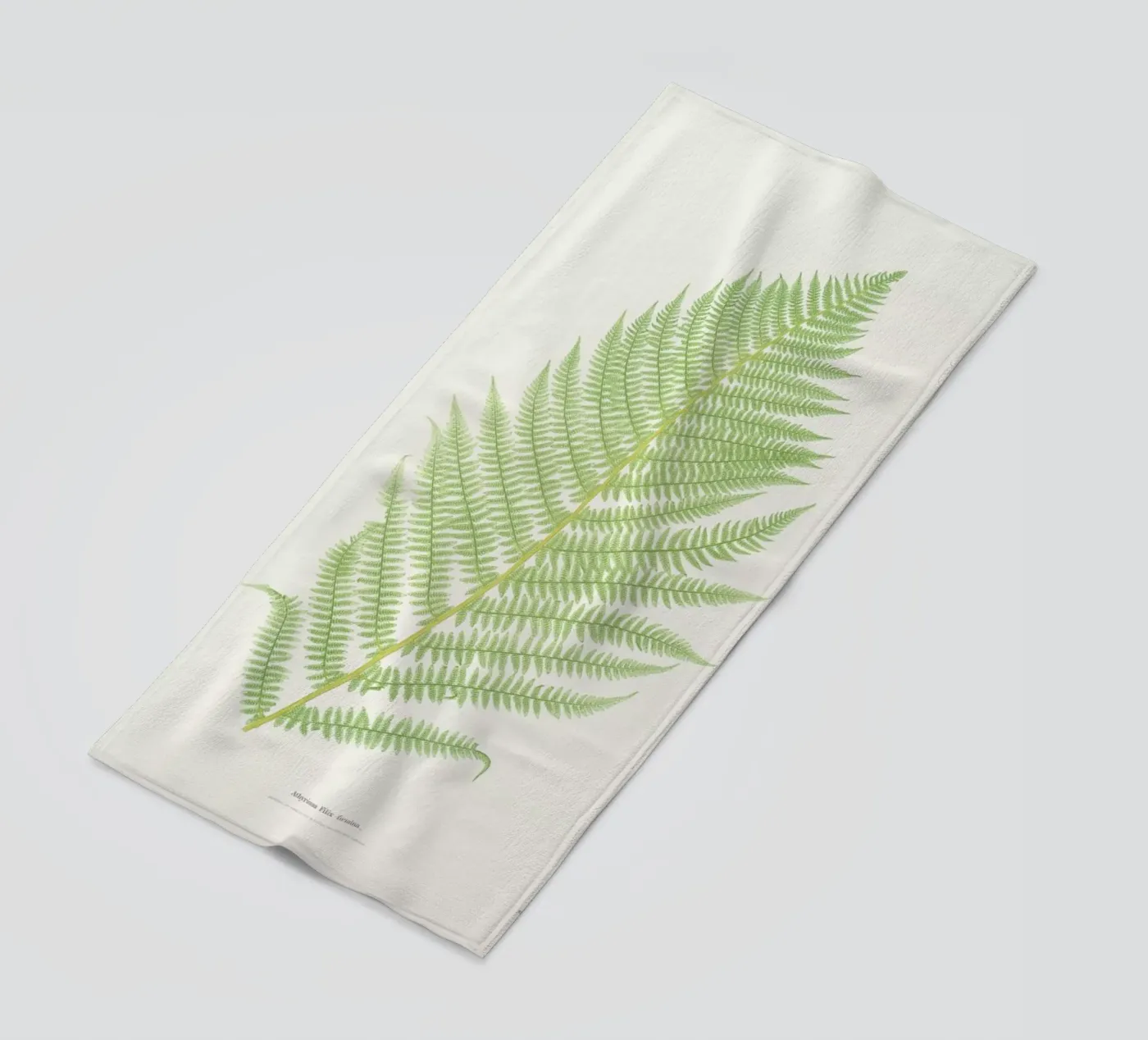 Ferns 2 telo mare da Astër