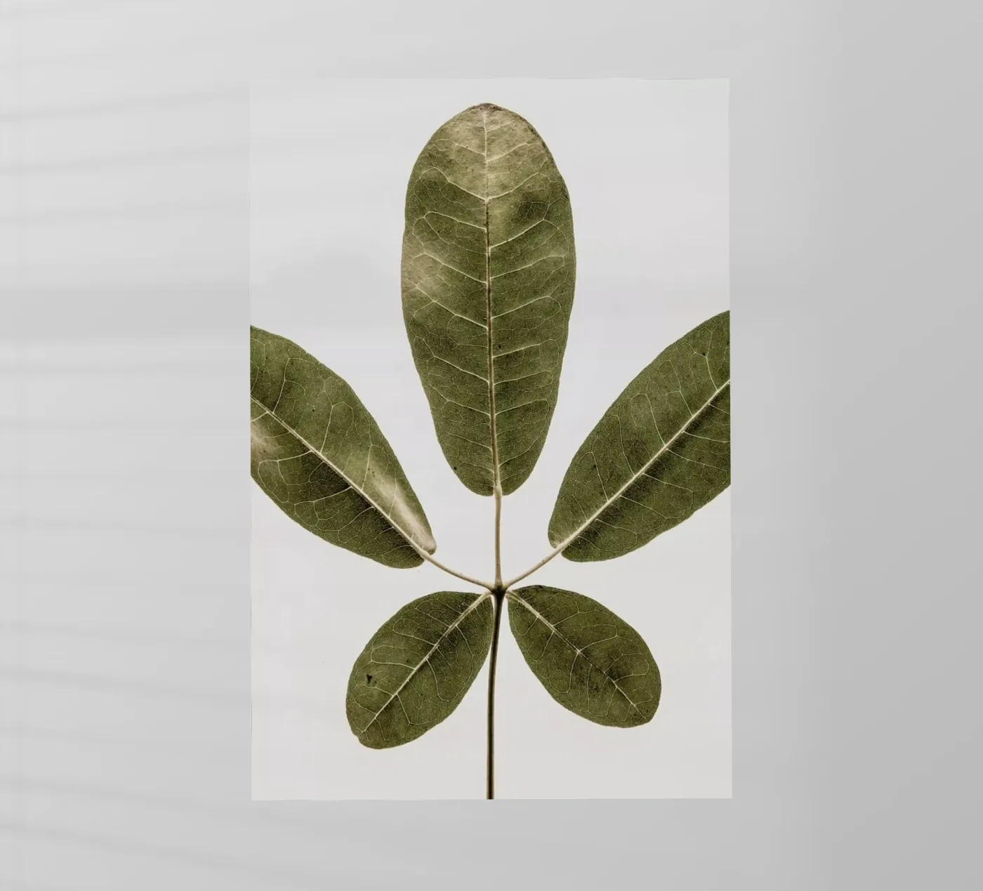 Autum Leaf pellicola backlit da Shot By Clint