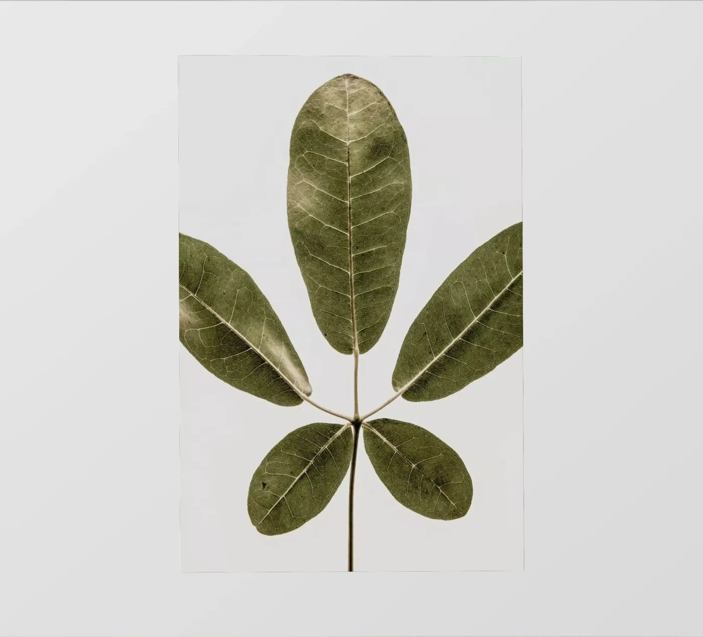 Autum Leaf pellicola backlit da Shot By Clint