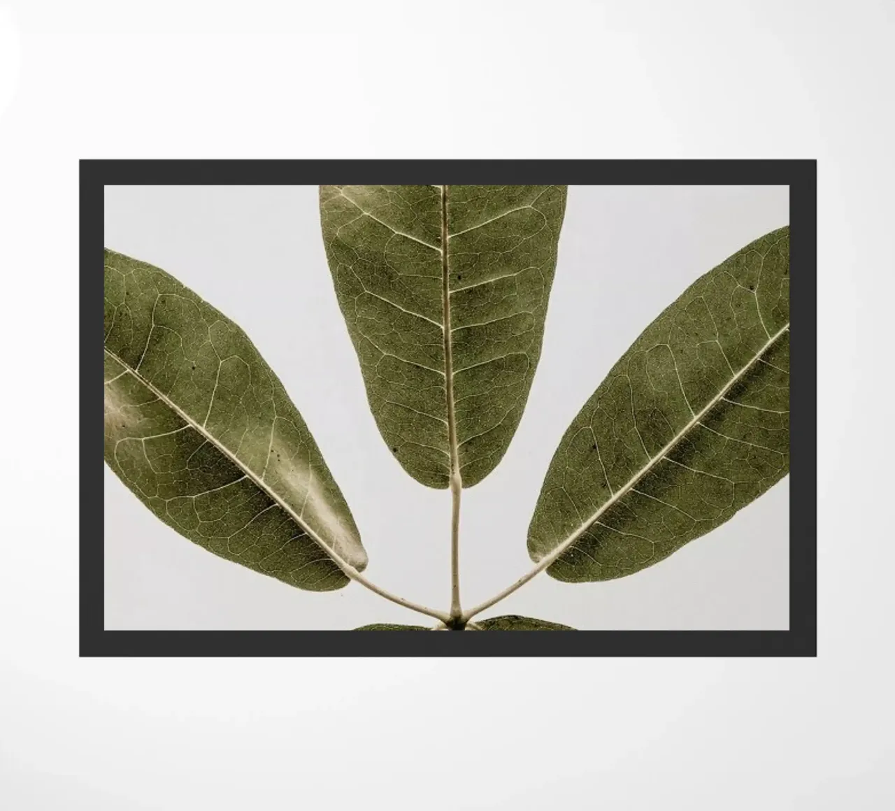 Autum Leaf zerbino da Shot By Clint