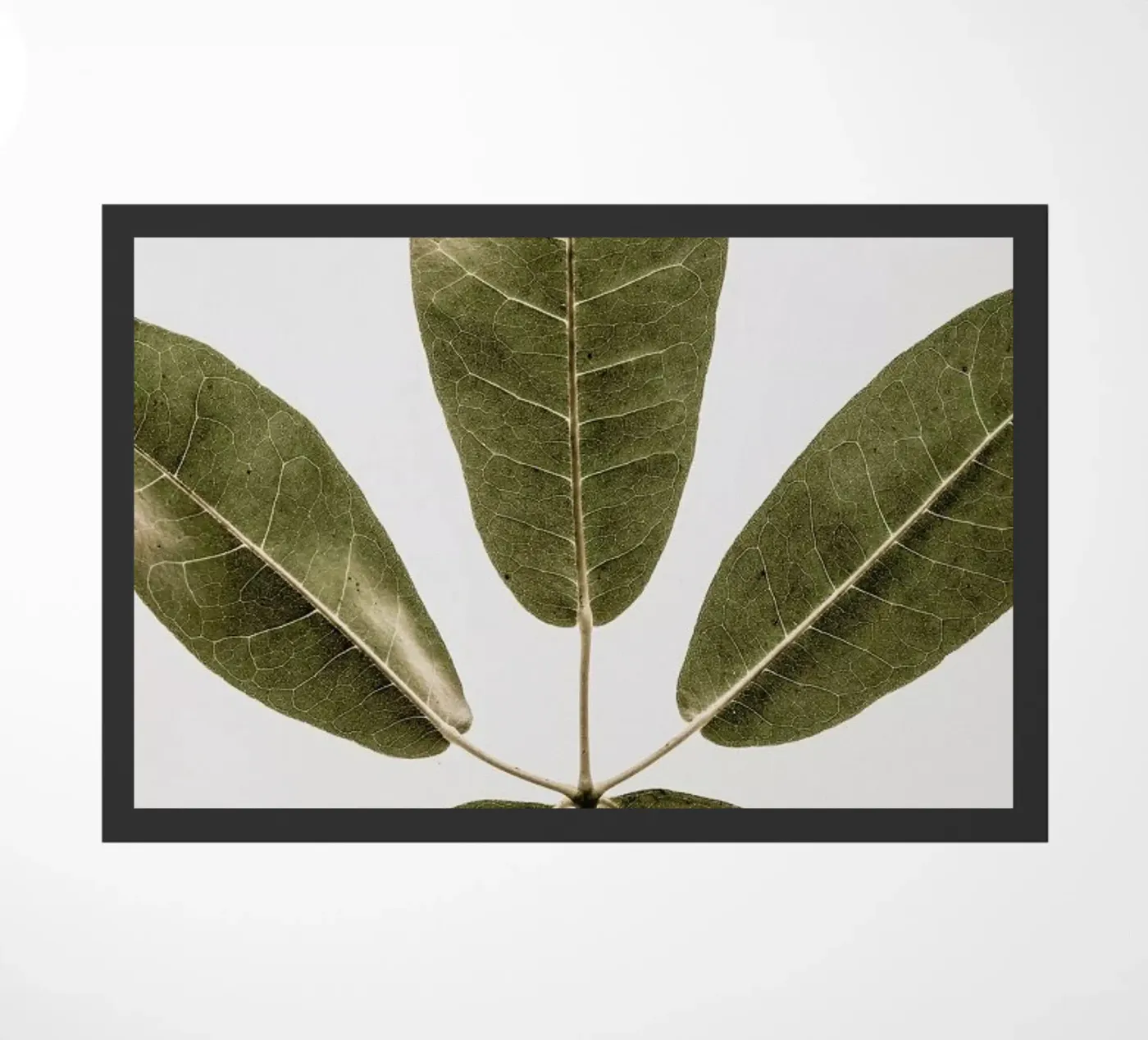 Autum Leaf zerbino da Shot By Clint