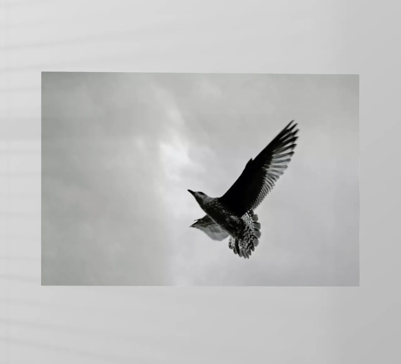 A seagull pellicola backlit da Nur Mut