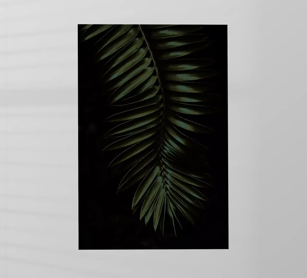 Cycad pellicola backlit da Shot By Clint