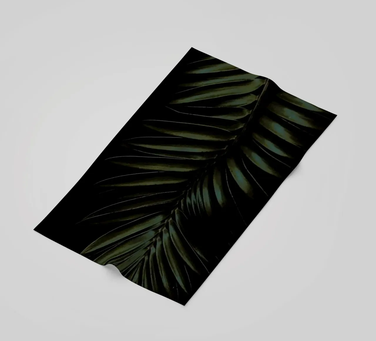 Cycad telo mare da Shot By Clint