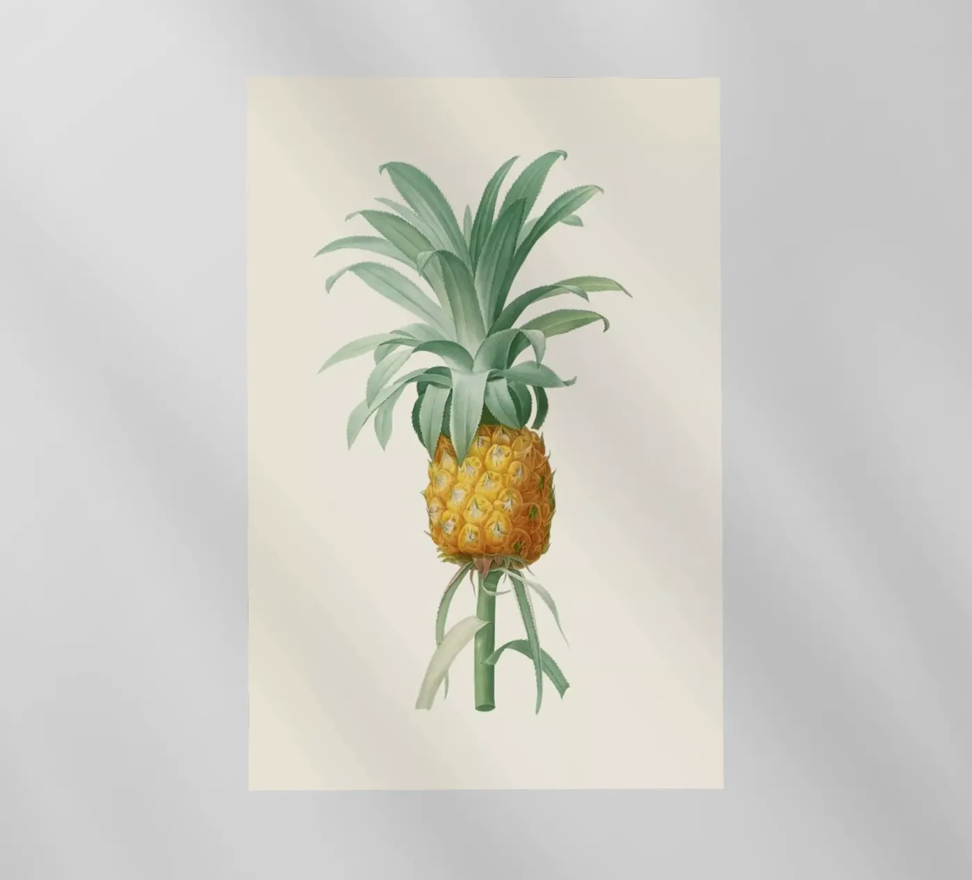 Ananas pellicola backlit da Astër