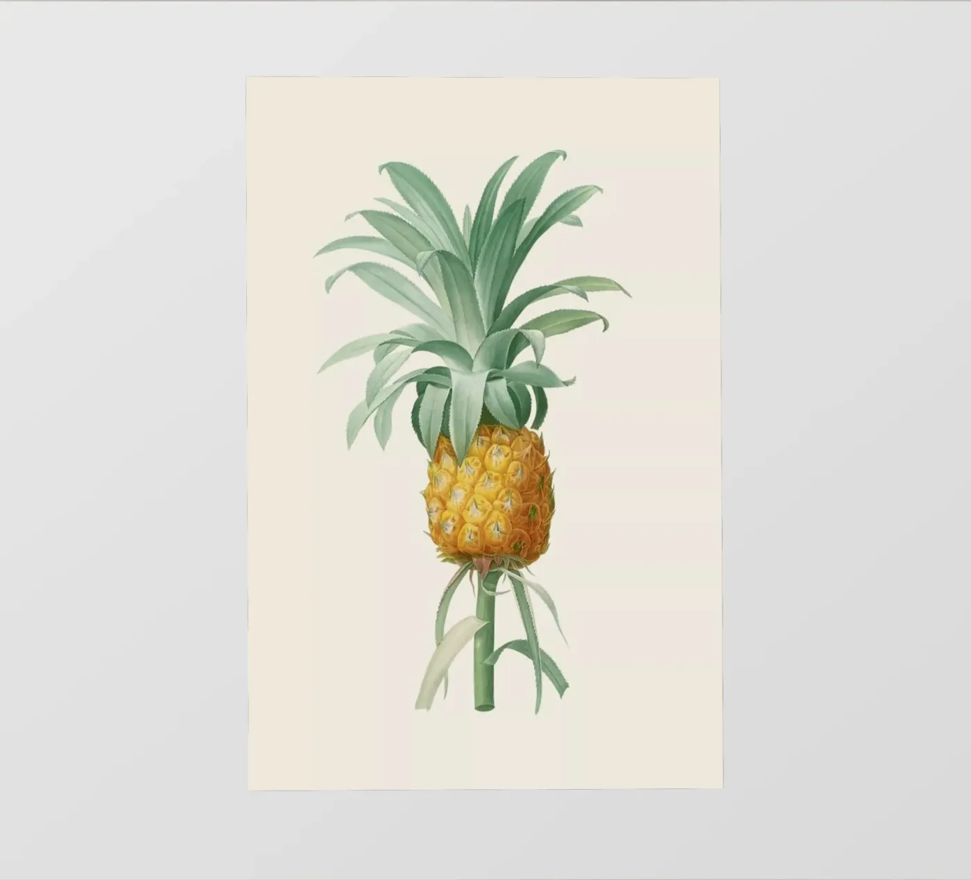 Ananas pellicola backlit da Astër