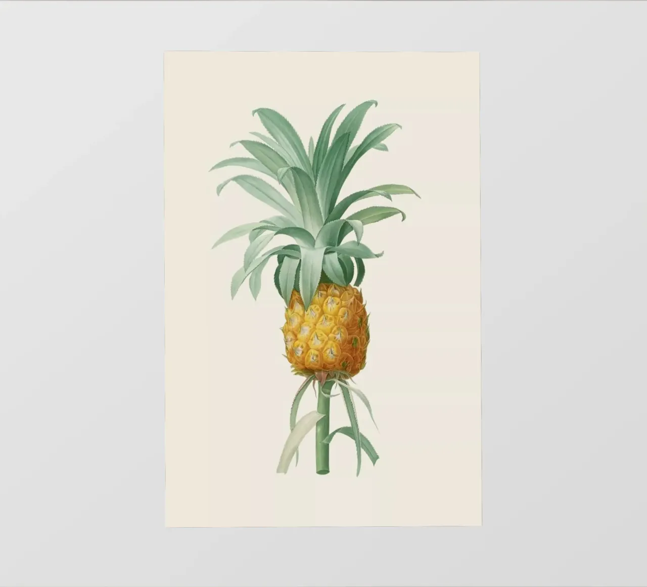 Ananas telo in pvc da Astër