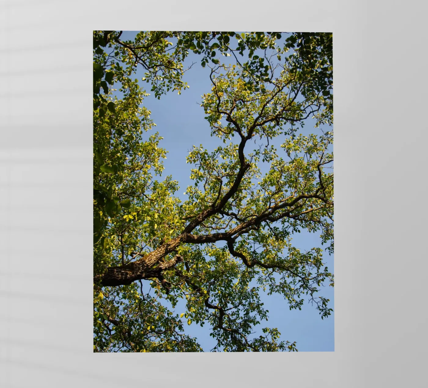 tree Backlit Folie von lookingforstardust